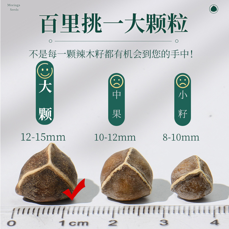 正品辣木籽的功效与作用非印度食用进口非特子级野生黑官方旗舰店 - 图1