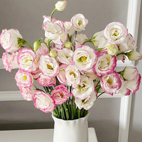 洋桔梗鲜花基地直发桔梗鲜花百合花玫瑰花家用插花 - 图2