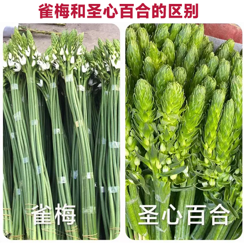 新鲜雀梅鲜花圣心百合云南直发昆明基地直批家用室内水养鲜切插花 - 图1