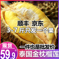 Shun Feng Spot Thai Imported Durian Fresh Gold Pillow Fruit One Whole Box With Shell Palm Mini Durian