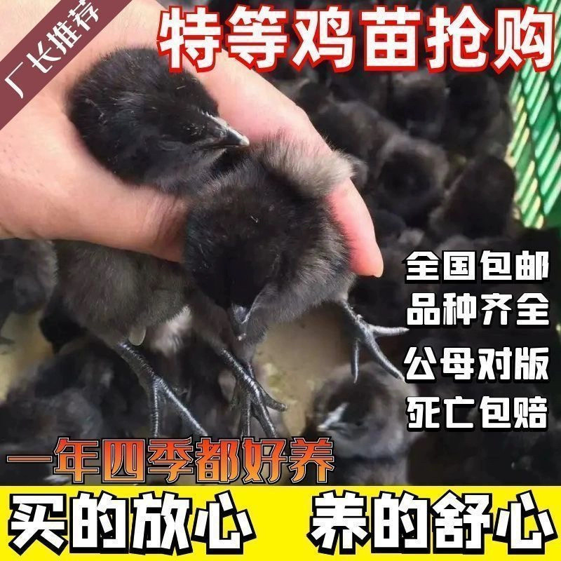 小鸡活苗五黑鸡三黄鸡苗土鸡苗种蛋青脚麻鸡苗九斤红脱温鸡苗宠物,淘宝优惠券,粉丝福利购,淘宝优惠卷