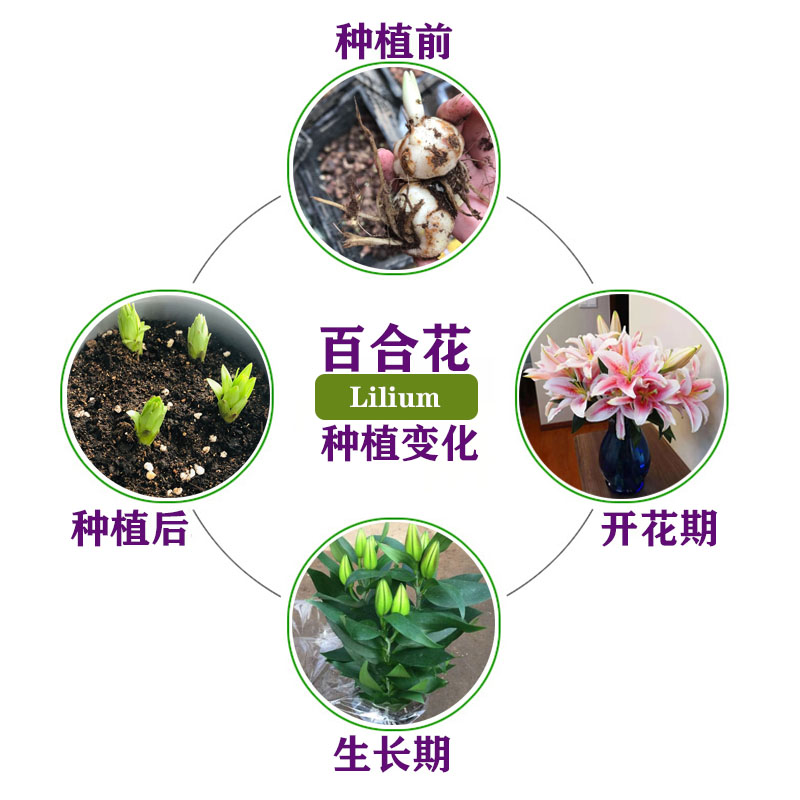 香水百合种球鲜花花苗盆栽浓香型四季开花带芽种子重瓣矮化球 - 图0