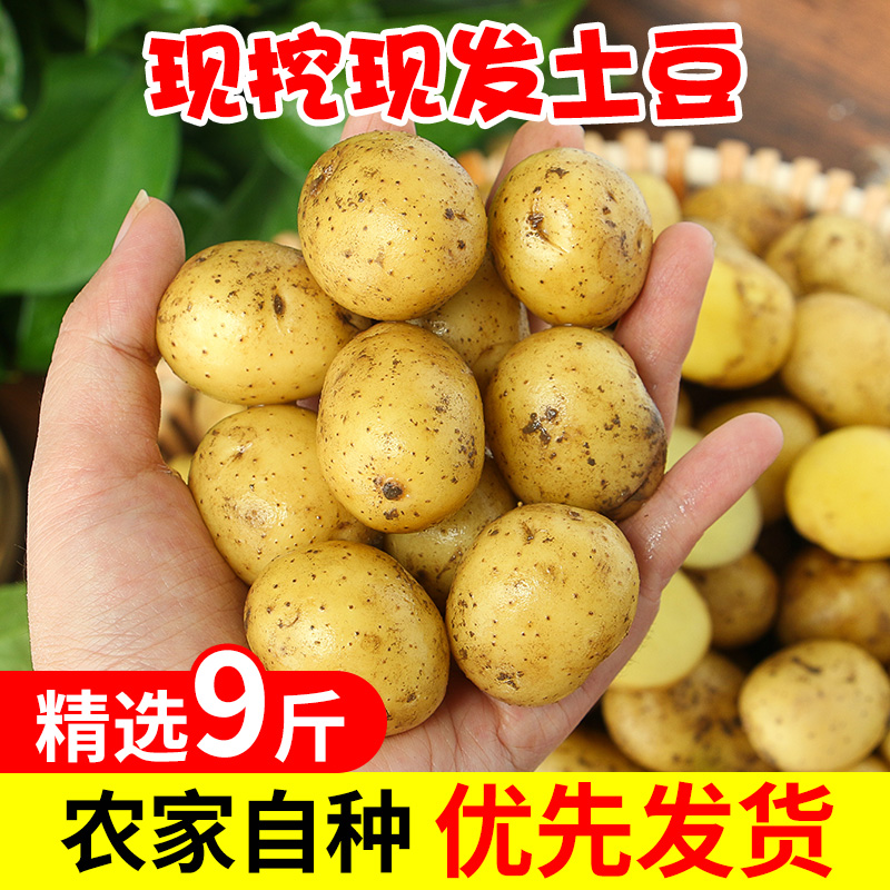 正宗恩施小土豆10斤包邮新鲜士豆黄心南方富硒蔬菜迷你马铃薯洋芋-图1