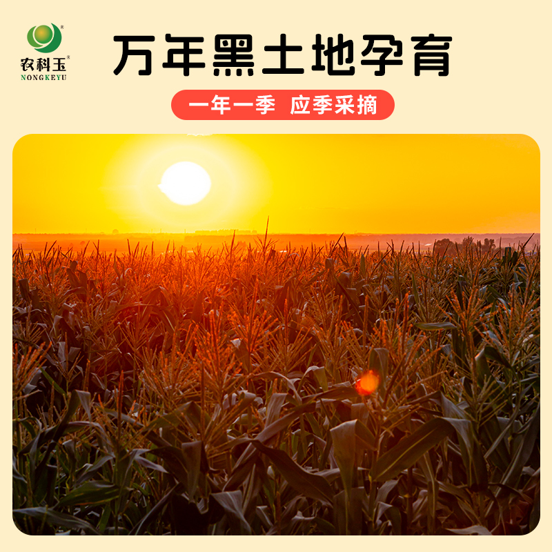 农科玉东北黑糯玉米紫玉米软糯鲜香早餐苞米真空装粗粮官方旗舰店