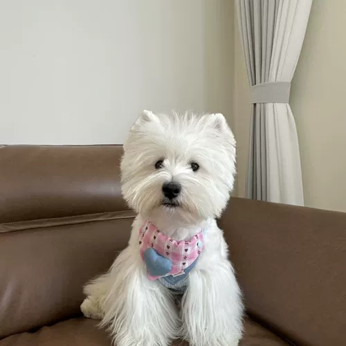 Регулируемый двусторонний слюнявчик, шарф, нагрудник, аксессуар