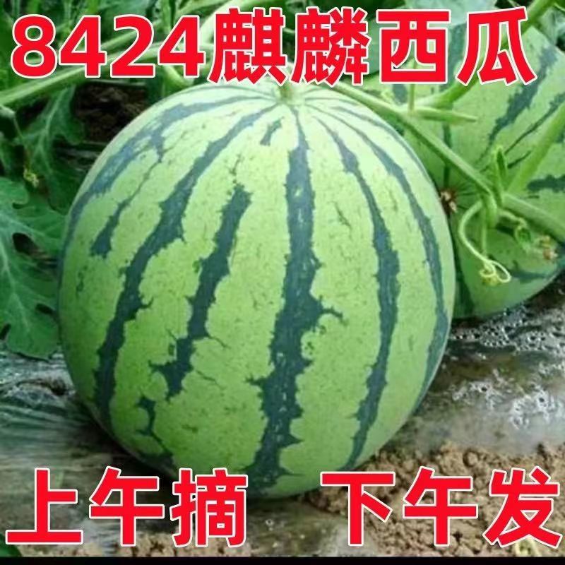 【春节不打烊】有籽麒麟西瓜新鲜水果美都麒麟瓜8424西瓜薄皮多汁 - 图1