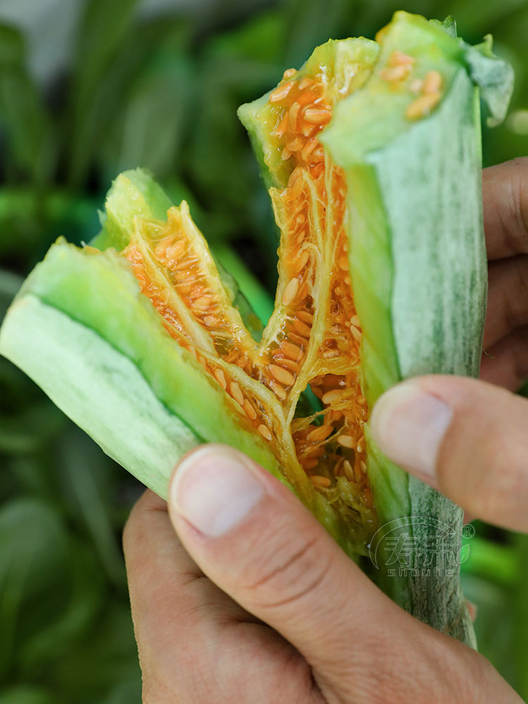 正品羊角蜜瓜酥甜瓜种子种籽苗蔬菜孑秧脆高产香瓜四季大全瓜苗 - 图2