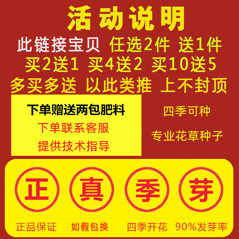 栀子花种子四季开花易活花草植物室内七彩花种孑花卉盆栽花种籽子