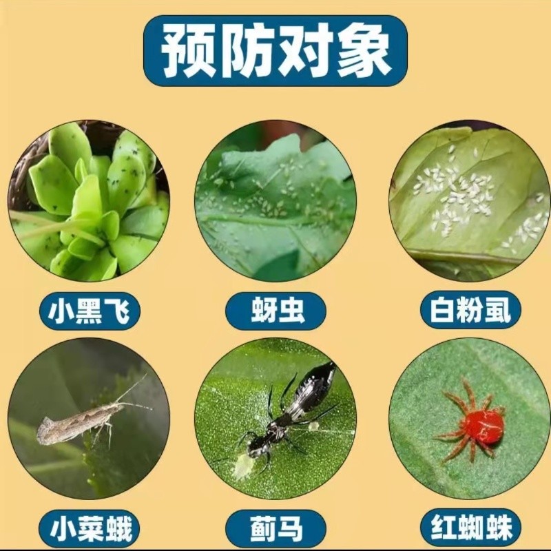 园艺防虫片糖化硼肥片花卉杀虫片防虫颗粒小黑飞蚜虫蓟马白粉虱-图0