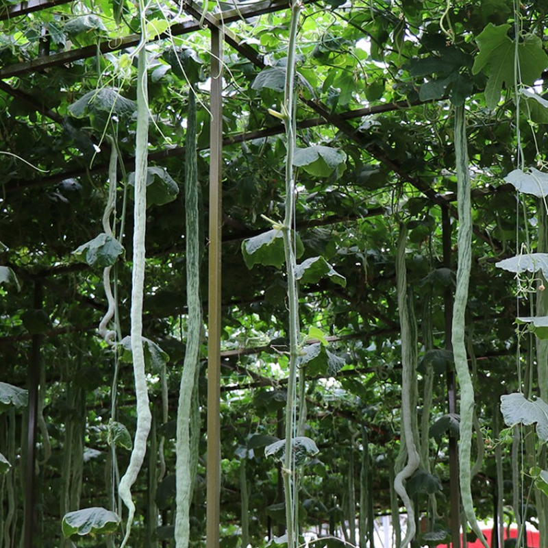 蛇豆蛇瓜种子超长豆角豇豆种子观赏食用春夏农家庭院特色蔬菜种孑-图0