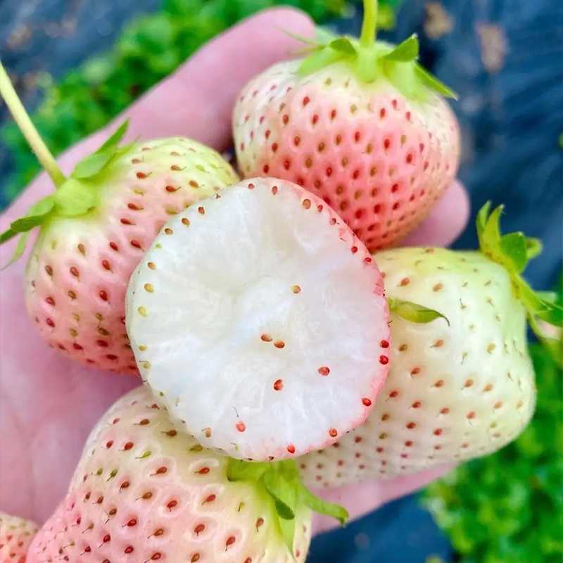 奶油白草莓种籽子四季白草莓种子蔬菜种孑红颜家庭盆栽阳台种植 - 图1