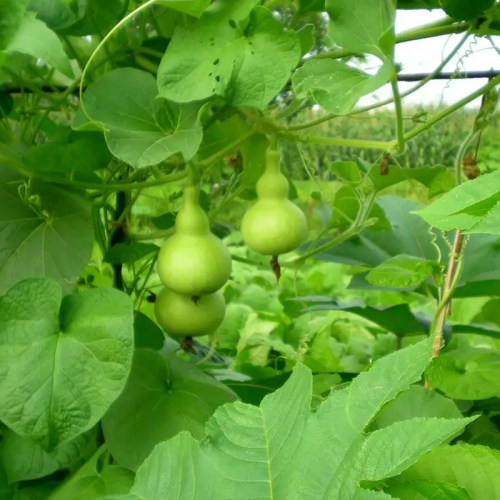 瓢葫芦种子可食用速生飘瓠瓜爬藤阳台盆栽庭院农家播疏蔬菜种籽孑 - 图1