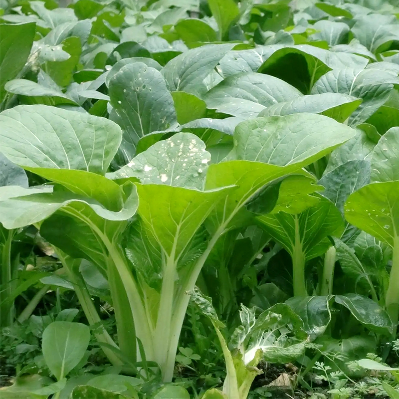 四季小白菜种子甜白菜种籽本土农家菜园青菜快菜阳台盆栽蔬菜种孑-图0