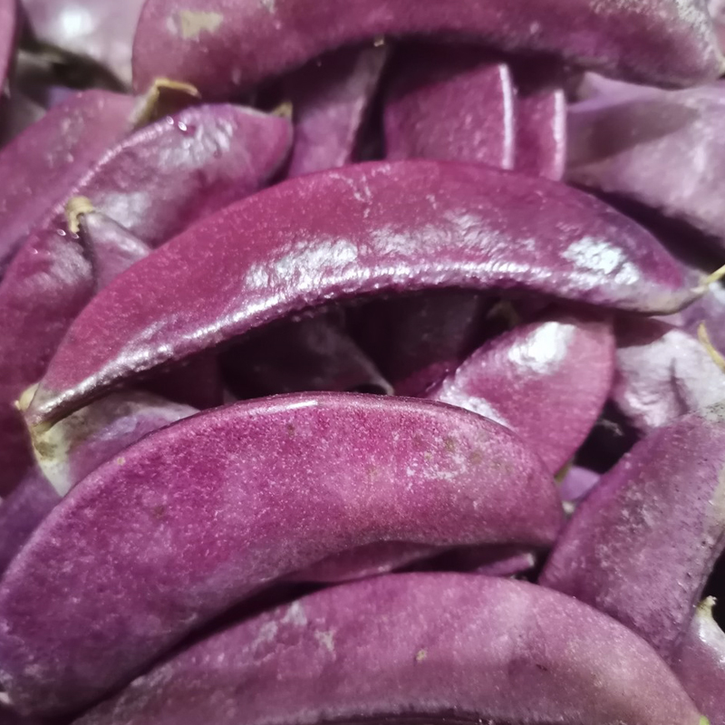 紫扁豆种子紫眉豆紫红色早熟豆种冬季春秋四季短豇豆盆栽蔬菜种孑 - 图1