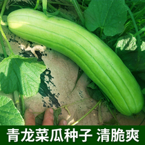 Qinglong vegetable melon seed green skin white meat clear and sweet and sweet and vegetable melon seed long cylindrical vegetable melon seed farmhouse vegetables