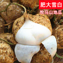 Pastoral Mountain Melon Seed Precooked And High-yield Cool Potato Seed Fruit Sandy Melon Seed Farma Vegetable Seed