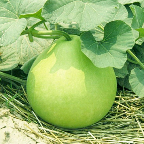 瓢葫芦种子可食用速生飘瓠瓜爬藤阳台盆栽庭院农家播疏蔬菜种籽孑 - 图0