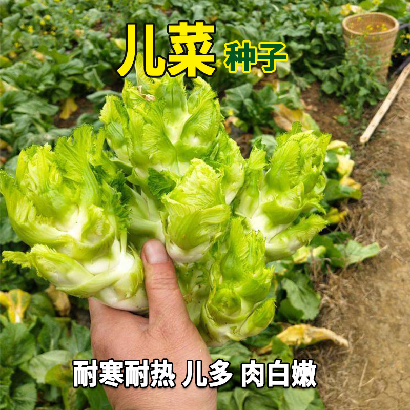 儿菜种子芥菜种籽宝宝菜秋季播泡菜蔬菜种子四川特大儿菜抱儿菜孑 - 图0