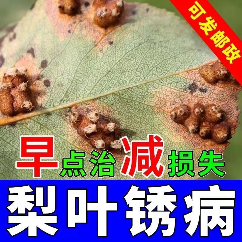 梨树锈病专用药梨树杀菌剂黄点黄叶羊胡子病炭疽病通用果树叶面肥 - 图1