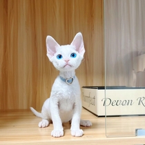 German curly cat young cat living pure breed pedigi blue eyes pure white black and white bicolor color Shenzhen cat house