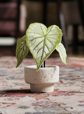 刺绣热植白色恋人彩叶芋盆栽摆件