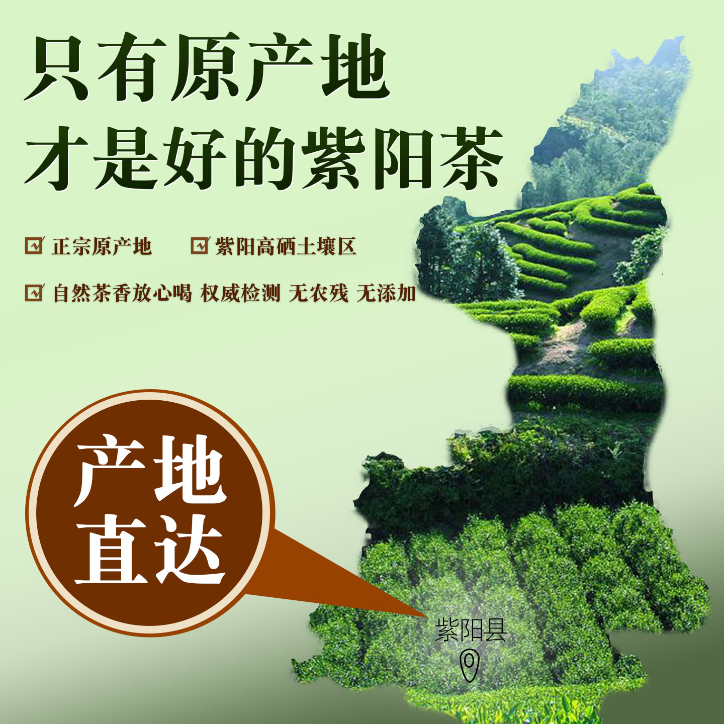 陕西安康绿茶2026新茶紫阳富硒茶叶陕南炒青毛尖春茶浓香明前500g