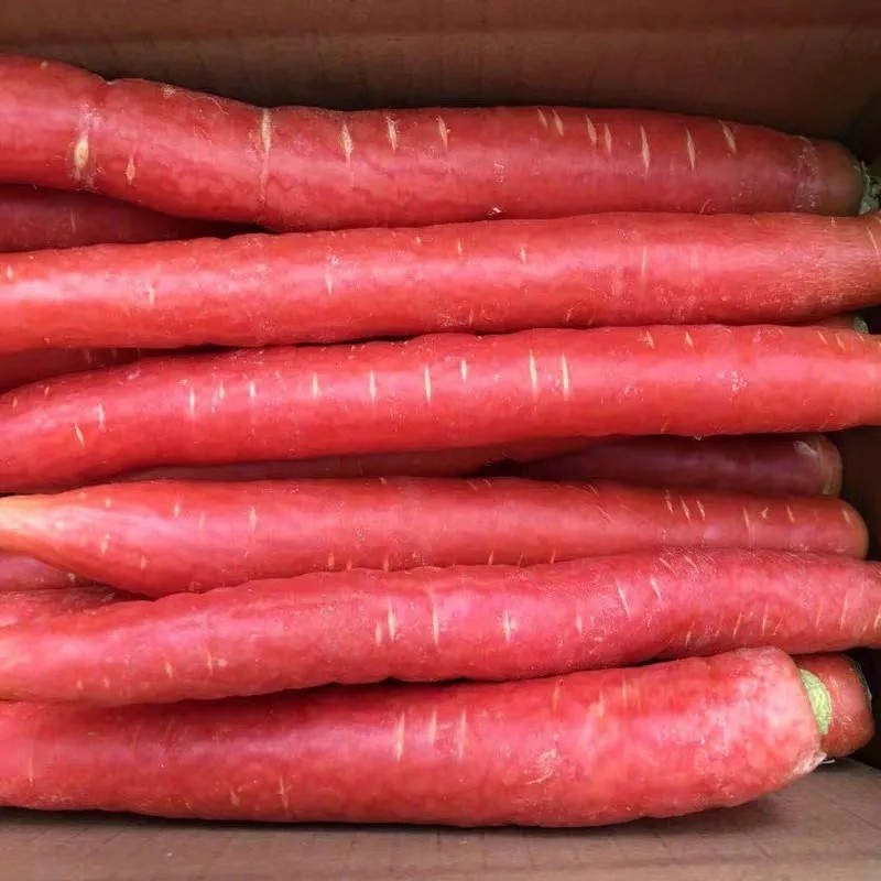 四川农家红萝卜新鲜红心甜萝卜自种生吃沙地水果红胡萝卜辅食蔬菜,淘宝优惠券,粉丝福利购,淘宝优惠卷