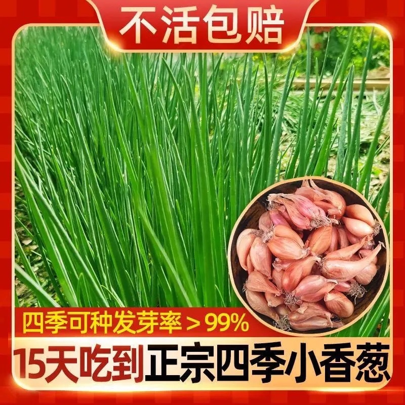 农家四季小香葱红葱头新鲜葱头干葱头盆栽种植蔬菜火葱黄葱随意插-图1