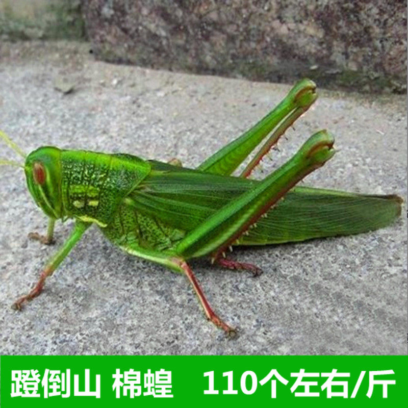 新鲜蚂蚱大棉蝗虫公母混合昆虫速冻非即食油炸烧烤蹬倒山顺丰包邮