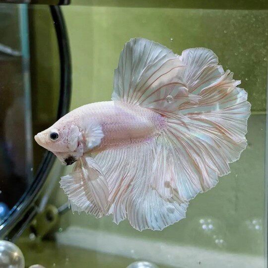 泰国斗鱼仙女款半月纯白超美斗鱼懒人网红宠物热带观赏鱼好养耐活