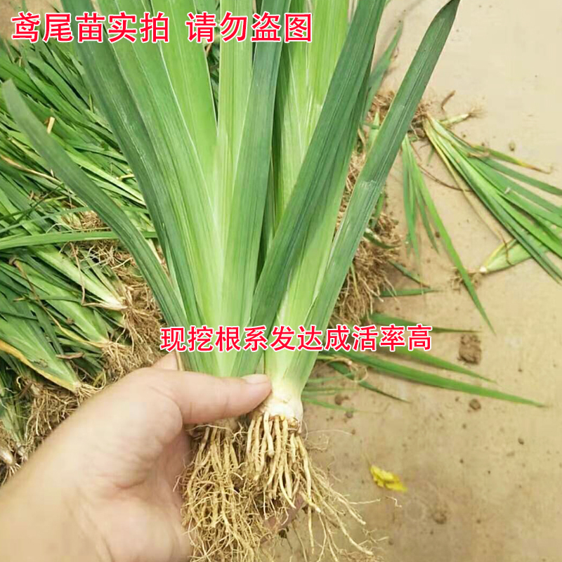 庭院绿化鸢尾花苗黄菖蒲蓝花鸢尾盆栽蝴蝶兰道路工程绿化地被植物 - 图0