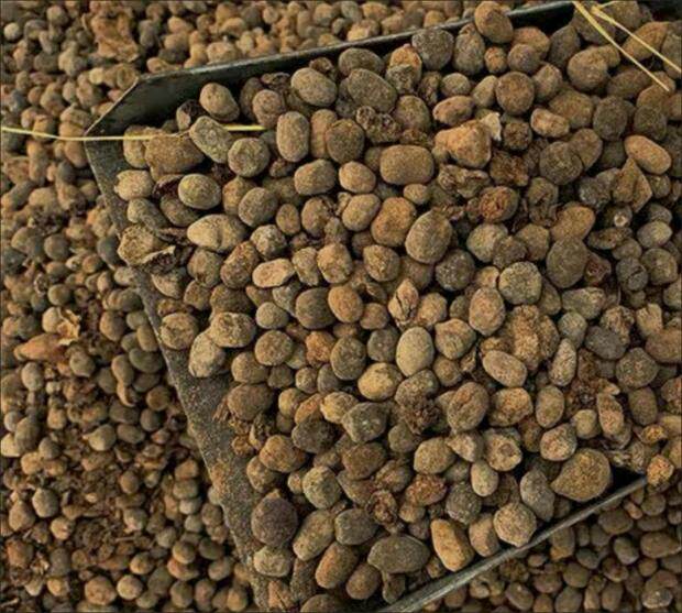 羊粪 发酵有机肥蔬菜种菜农家肥绿植家庭园艺专用营养 肥料纯颗蛋,淘宝优惠券,粉丝福利购,淘宝优惠卷