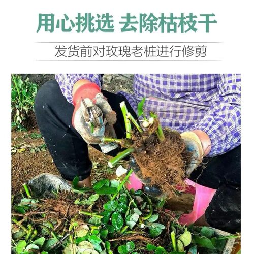 玫瑰老根盆栽四季花浓香型花卉阳台耐寒绿植庭院耐寒耐热带花苞 - 图2