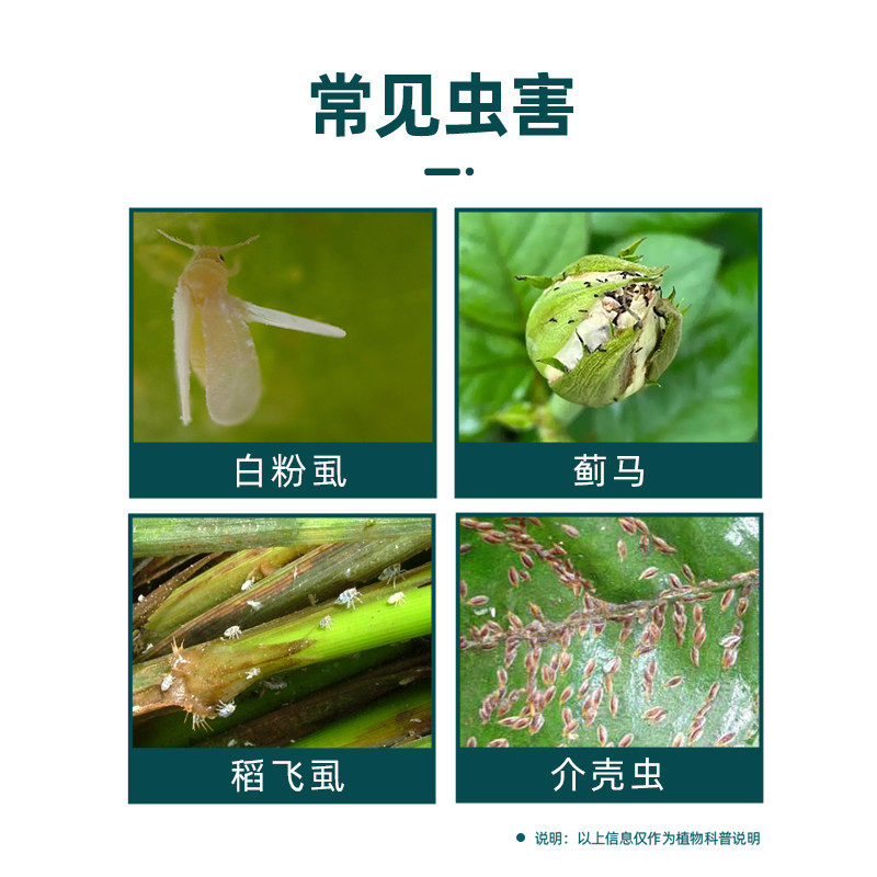 千百季小白药呋虫胺内吸式多肉蚧壳虫防虫药花卉小黑飞通用杀虫剂,淘宝优惠券,粉丝福利购,淘宝优惠卷