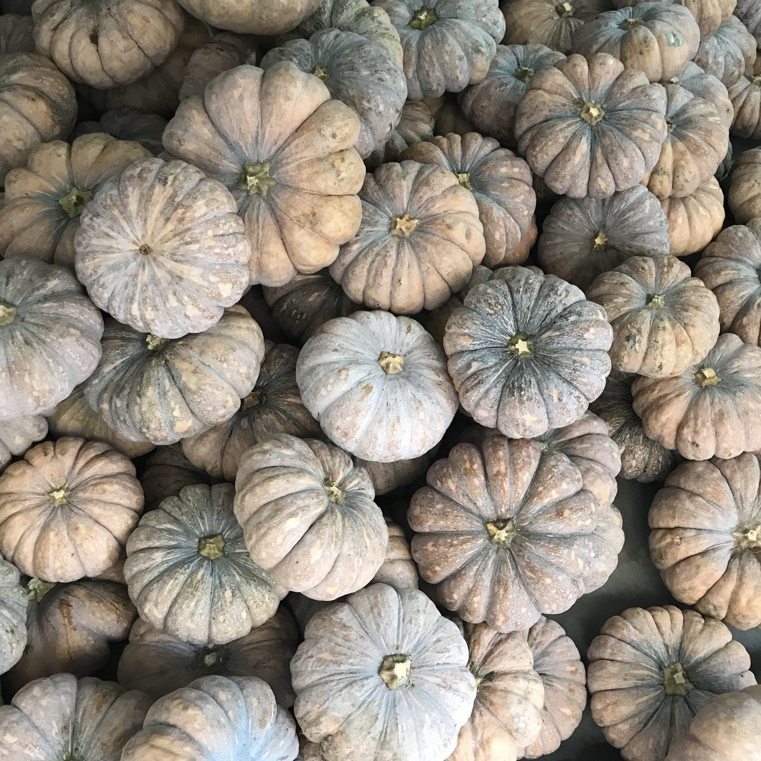 老南瓜粉糯甜农家自种磨盘圆南瓜新鲜老品种老黄南瓜蔬菜新鲜辅食,淘宝优惠券,粉丝福利购,淘宝优惠卷