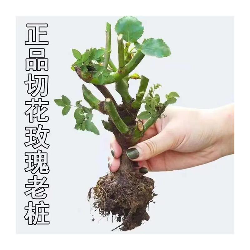 冰雨蓝浓香型玫瑰花盆栽花卉精选老桩四季耐寒耐旱吸色效果-图3