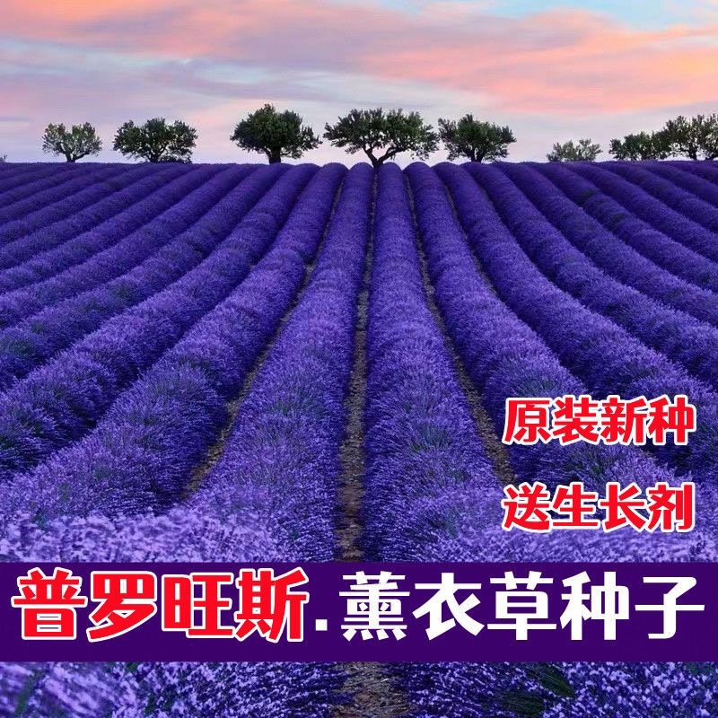 薰衣草种子普罗旺斯薰衣草花种四季易种驱蚊香草盆栽庭院花海种子-图1