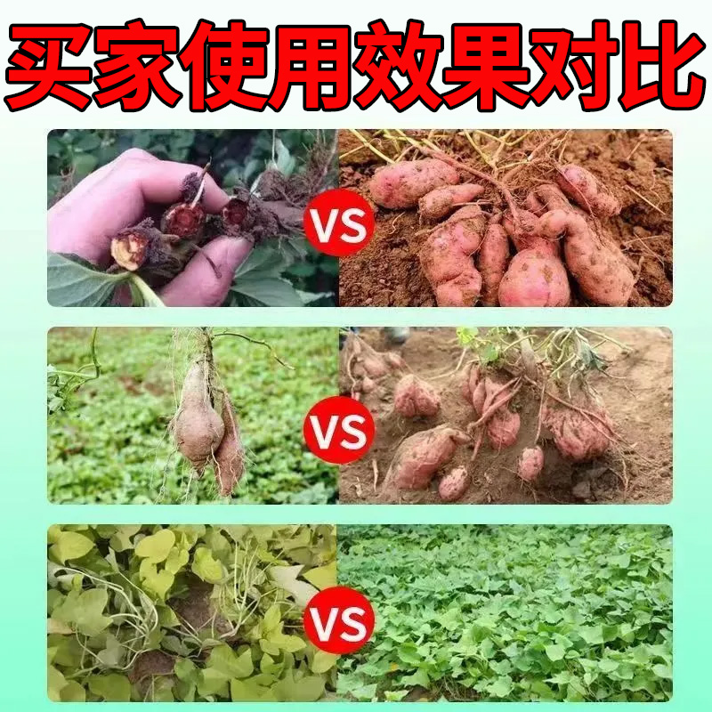 红薯黑斑病专用肥料黑条纹叶子黄薯瘟疮痂软腐病菌清增质增产增收 - 图2