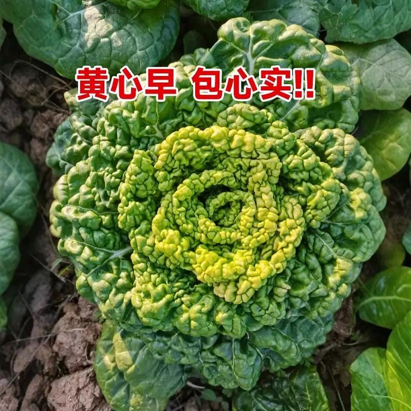 耐寒黄心乌塌菜黄心菜菊花心菜大白菜农家四季播蔬菜黄金乌矮脚黄,淘宝优惠券,粉丝福利购,淘宝优惠卷