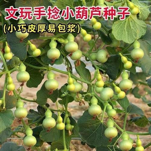 【11.5万人】盆栽特小葫芦种子手捻葫芦种子阳台观赏文玩金色 - 图2