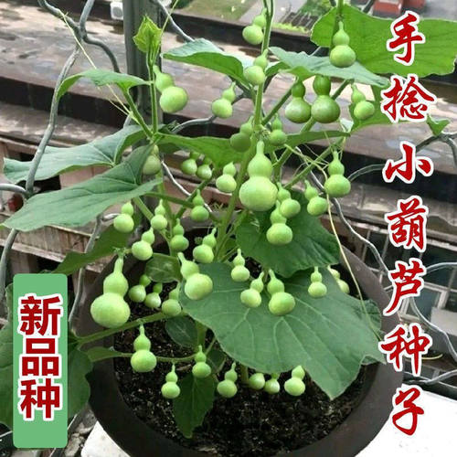 【11.5万人】盆栽特小葫芦种子手捻葫芦种子阳台观赏文玩金色 - 图0