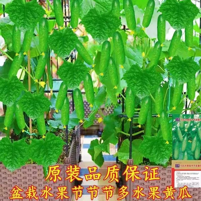 水果黄瓜种子高产压趴架春秋黄瓜种旱籽大棚阳台蔬菜种子四季盆栽,淘宝优惠券,粉丝福利购,淘宝优惠卷