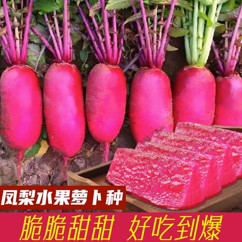凤梨水果萝卜种子四季播种易种脆甜多汁红皮萝卜盆栽蔬菜种子 - 图0
