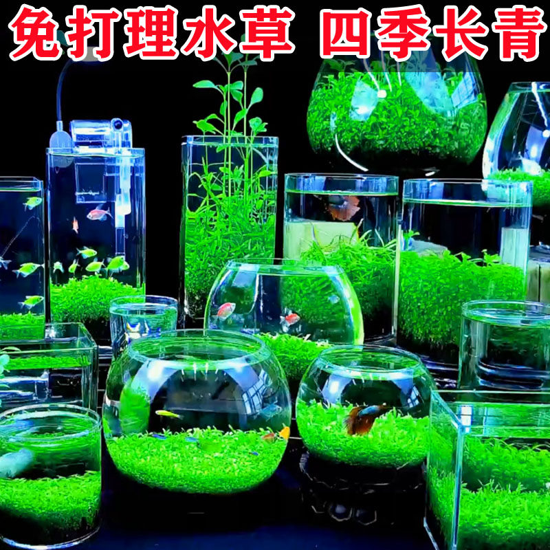 生态瓶免打理diy微景观玻璃鱼缸小型水培水草种子自循环治愈造景,淘宝优惠券,粉丝福利购,淘宝优惠卷