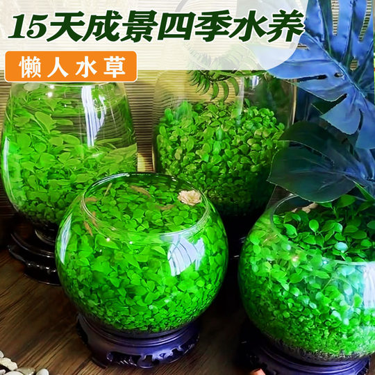 水草种子生态玻璃瓶真植物种籽孑盆栽水培绿植物装饰草缸鱼缸造景