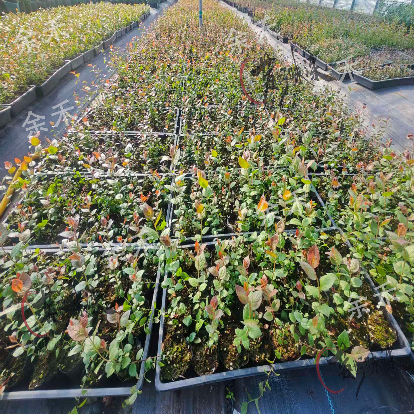 蓝莓脱毒组培苔藓苗蓝莓树果苗南高丛北高从盆栽地栽阳台小苗种植,淘宝优惠券,粉丝福利购,淘宝优惠卷