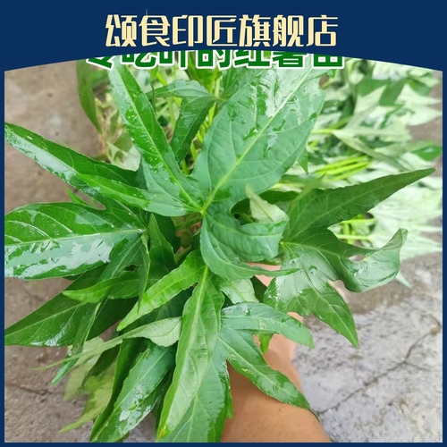 食叶型红薯苗老根苗叶五叉藤秧广西红薯叶苗地瓜叶番薯苗红苕尖吃