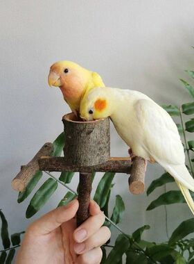 Pet Parrot Bird Standing Stick Wooden Bowl Stand Bird