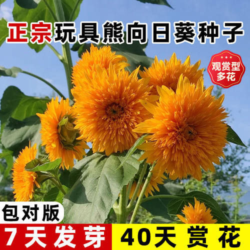 重瓣玩具熊向日葵种孑泰迪种子观赏矮苗花种阳台庭院盆栽葵花籽种 - 图0
