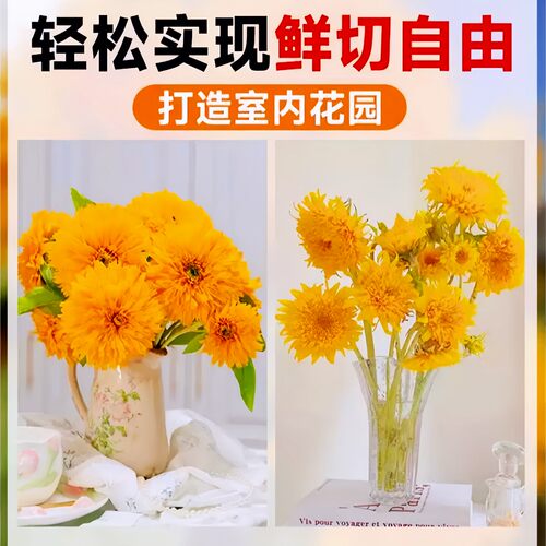 重瓣玩具熊向日葵种孑泰迪种子观赏矮苗花种阳台庭院盆栽葵花籽种 - 图3
